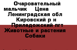Очаровательный мальчик  › Цена ­ 20 000 - Ленинградская обл., Кировский р-н, Приладожский пгт Животные и растения » Собаки   
